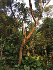 Acacia confusa