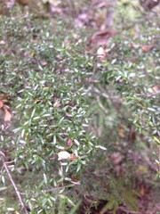Coprosma microcarpa