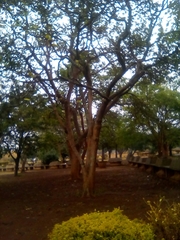 Spathodea campanulata