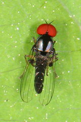 Bertamyia notata