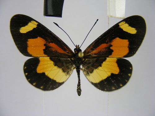 Sotik Acraea