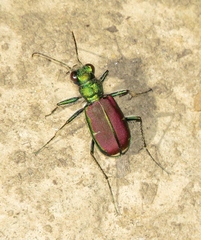 Cicindela splendida