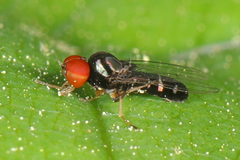 Bertamyia notata