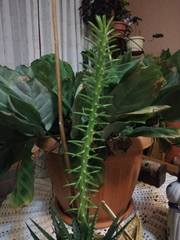 Austrocylindropuntia shaferi