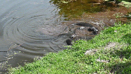 North American River Otter photographed in Florida