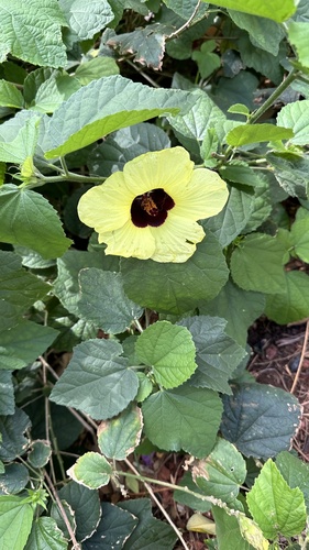 Hibiscus ovalifolius observed 2024-03-16