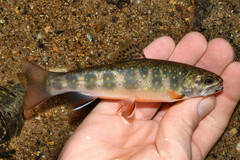 Brook Trout photo 2