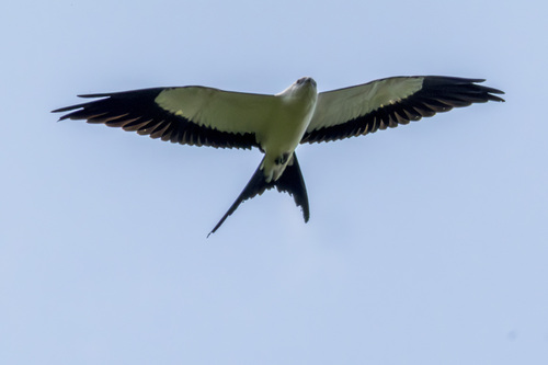 Elanio tijereta (Elanoides forficatus)