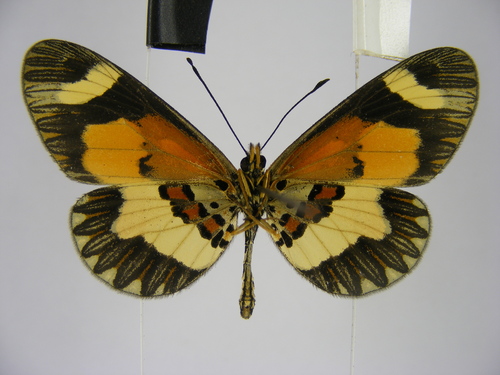 Sotik Acraea