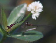 Enallagma dubium