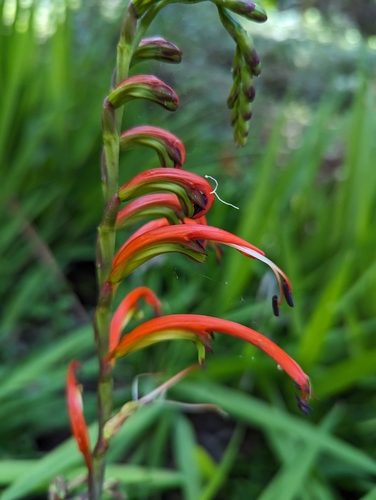 Chasmanthe bicolor (Chasmanthe bicolor)