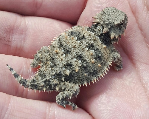 Blainville's Horned Lizard, Monterey County, UCNRS, US-CA, US, photo 9 of 10