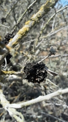 Cordia decandra