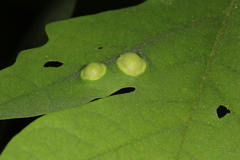 Callirhytis quercusfutilis