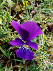 Viola lutea lutea
