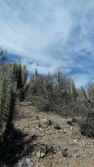 Cordia decandra