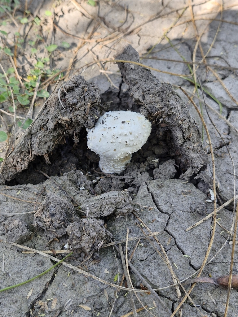 Amanita foetens · March 2024 · photo: © elbeltrocco (iNaturalist, cc-by)