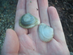 Macomona liliana