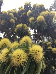 Xanthostemon chrysanthus