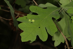 Callirhytis quercusfutilis