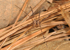 Leiobunum ventricosum