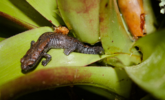 Hartweg's Mushroomtongue Salamander photo 5