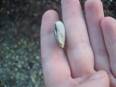 Macomona liliana