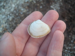 Macomona liliana