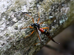 Tanyptera dorsalis