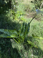 Zantedeschia aethiopica image