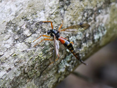 Tanyptera dorsalis