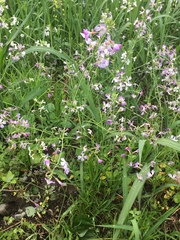 Raphanus sativus raphanistroides