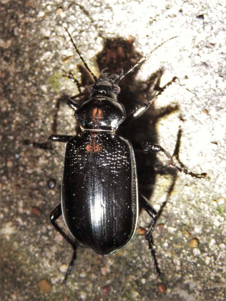 Wrinkle-winged Calosoma