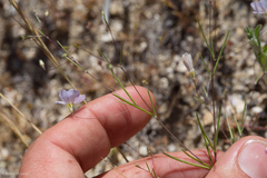 Leptosiphon liniflorus