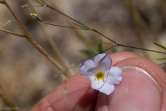 Leptosiphon liniflorus