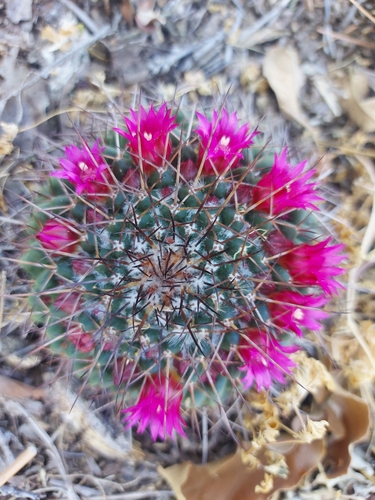 Foto de Mammillaria polythele é conhecida como "cacto-mamilo"