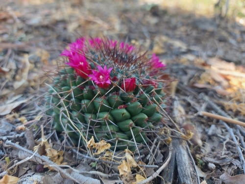 Foto de Mammillaria polythele é conhecida como "cacto-mamilo"