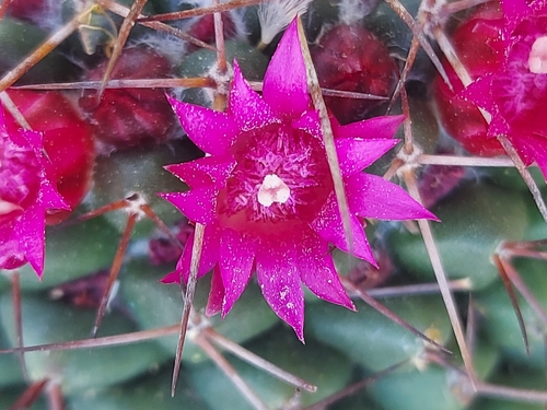Foto de Mammillaria polythele é conhecida como "cacto-mamilo"
