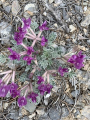 Astragalus newberryi