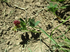 Trifolium gracilentum