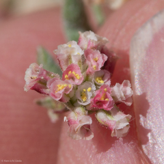Eriogonum gracillimum