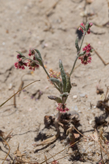 Eriogonum gracillimum