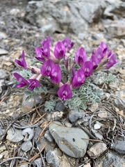 Astragalus newberryi