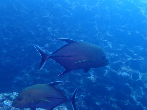 Black jack (Caranx lugubris) — Carangidae — 2