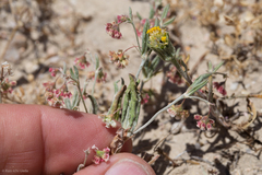 Eriogonum gracillimum