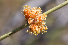 Ephedra californica