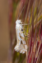 Ypsolopha maculatella