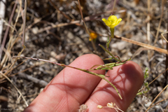 Camissonia strigulosa