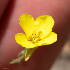 Camissonia strigulosa