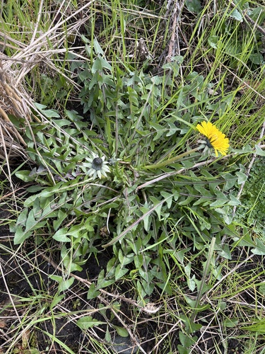 lustrous-leaved dandelion (Taraxacum lamprophyllum)